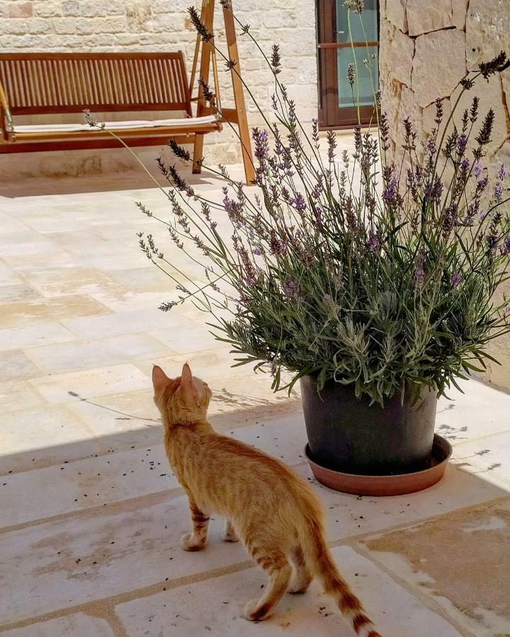 Le Chiancarelle, Casa Vacanza Alberobello Exteriör bild